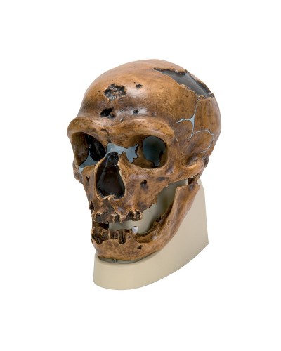 Homo neanderthalensis Skull (La Chapelle-aux-Saints 1), Replica